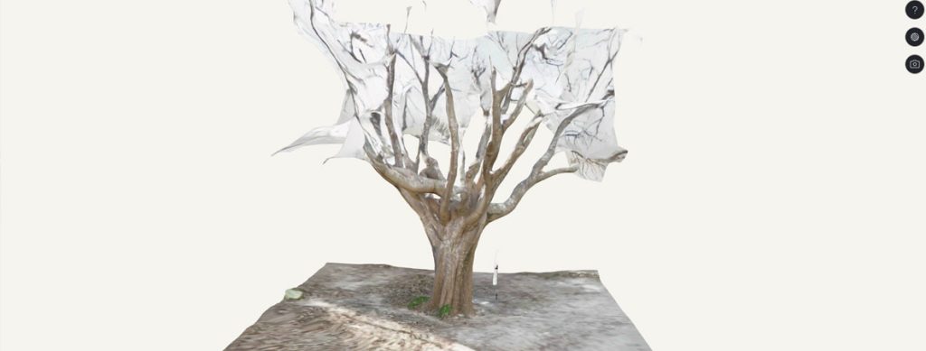 Photogrammétrie d'un arbre